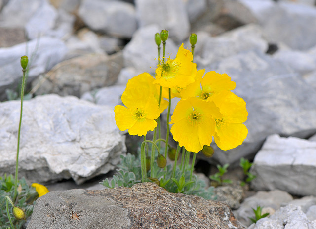 Alpine poppy